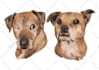 illustrate your pet in my own style
