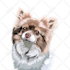make a pet portrait from a photo of your pet