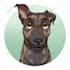 draw your pet in cute premium disney style