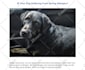 write pet articles, dog, cat and pet blog