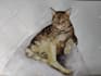 do custom pet portrait, cat portrait, dog portrait drawing