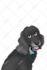 draw pet portrait into cartoon disney