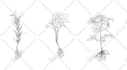 create plant, flowers line art vector