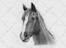 draw portrait of your pet