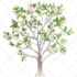 draw plant, botanical illustration