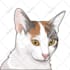 draw your dog cat or pet animals in vector art illustration
