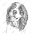 draw pet portrait sketch