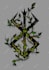 design your tattoo in a sketchy style, no ai