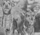 draw a portrait of your pet