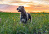 write dog articles and pet blog content