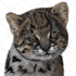 draw vector pet illustrations from photos
