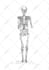 gothic and mystical illustrations, skeletons