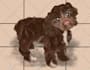 draw domestic and wild animal digital illustration