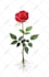 draw your flowers fruits vegetable and botanical plants
