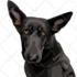 draw dog or any pet to cartoon portrait