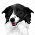 draw dog or any pet to cartoon portrait