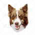 draw your pet into vector cartoon
