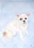 paint adorable watercolor pet portrait