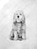 do custom pet portrait, cat portrait, dog portrait drawing