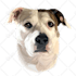 draw your pet into vector cartoon