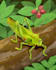 create an exotic animal or pet illustration for you