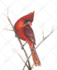 background remove, crop, cut, edit, resize and retouch image