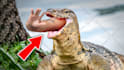 design youtube thumbnail for animal channel