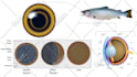 make professional veterinary medical illustrations