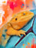 draw amazing abstract pet illustration