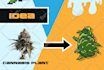 be your meme coin cryptonft collection maker, up to 10k