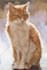 paint a portrait for your pet, any animal
