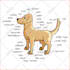 create animals cartoon illustration