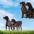 do photoshop picture editing, product image editing, manipulation