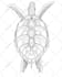 draw your pet and animal to mandala artstyle no ai