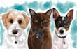 draw pet portrait illustration watercolor style