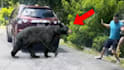 design youtube thumbnail for animal channel