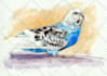 draw cute birds in watercolors