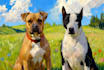 draw or paint artistic portrait of you