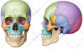 draw exercise, medical and anatomy illustrations