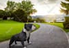 change, edit backgrounds with retouching