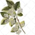 draw a botanical illustration by hand or vector digital art