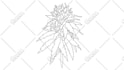 draw a minimalist line art illustration within 2 hours