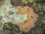 design semirealistic custom online battlemap