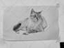 do custom pet portrait, cat portrait, dog portrait drawing