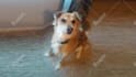 make talking dog and talking cat video message