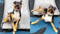 create monetizable funny animals videos, pets compilation within 24hr