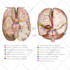 create medical and scientific illustration for publication
