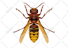 draw insects, arthropods, or animals in scientific illustrations digitally