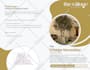 design a professional flyer or brochure for your business