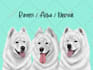 draw pet portrait into cartoon vector
